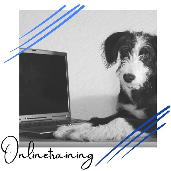 Hundepower auf 4 Pfoten Onlinetraining Christine Ströhlein